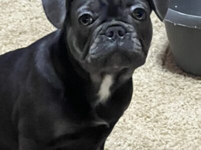 HOLLEYWOODS FANCY FRENCHIE’S