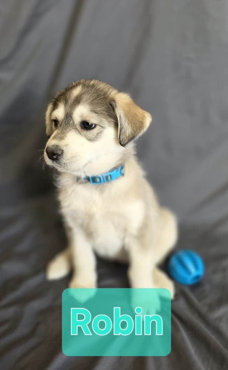 Goberian Puppys image 1