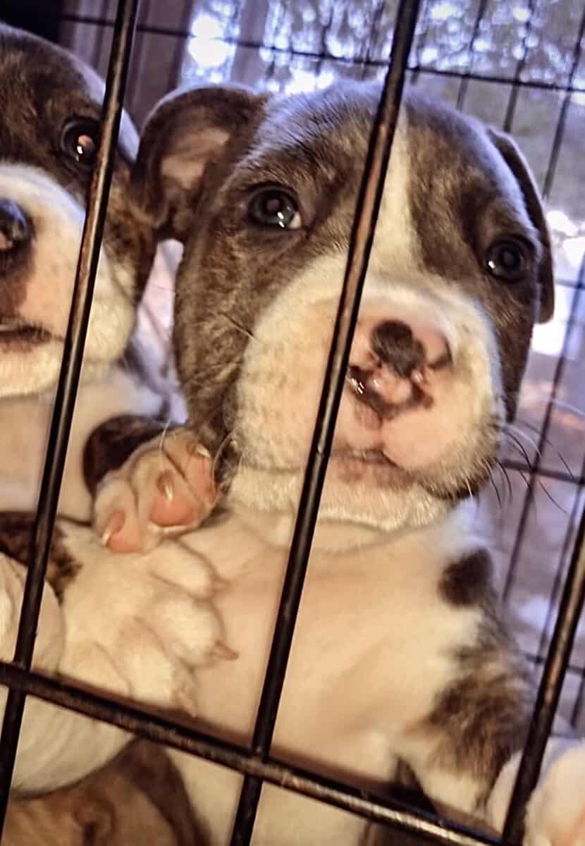 PitBull Puppies image 1