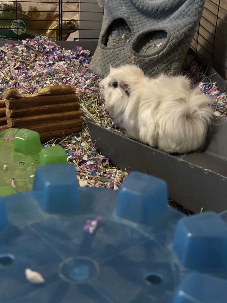 Male guinea pigs! image 4
