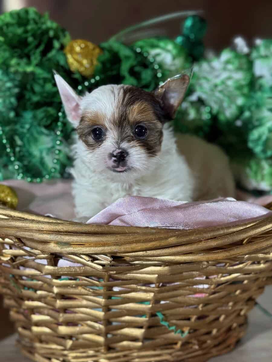 Yorkies puppy's ready image 1