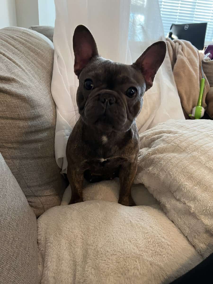 Sweet Frenchie needs home image 1