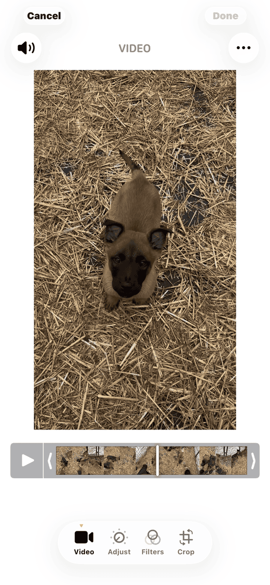 Belgian Shepherd puppies 🐶 image 1