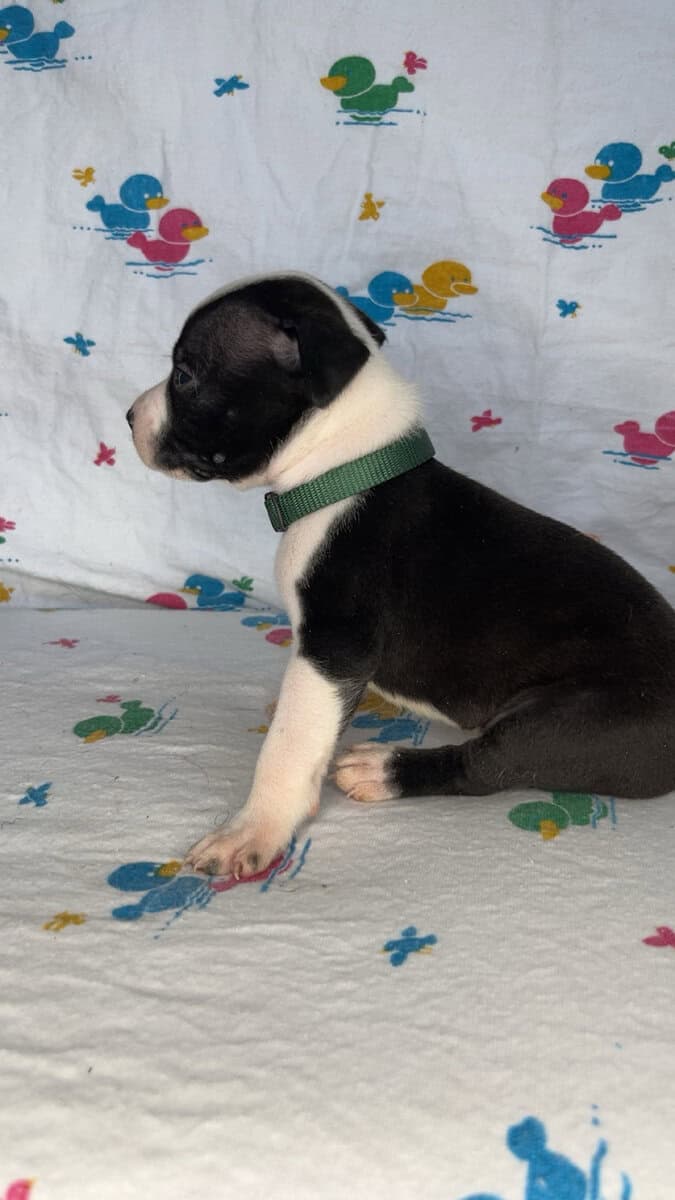 Pitt Bull Puppies image 6