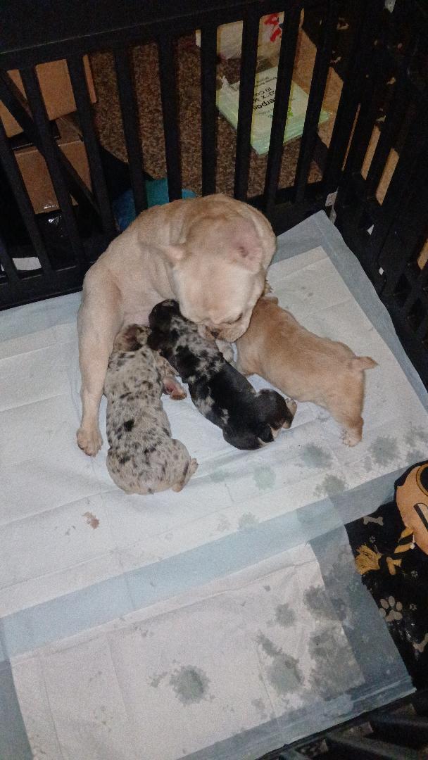 Frenchies ready for forever homes image 3