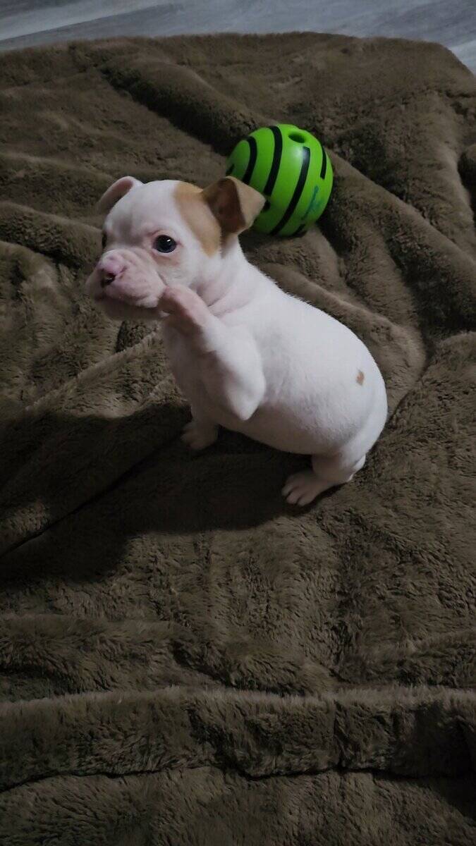 Ioeba registered Olde English Bulldogge image 3