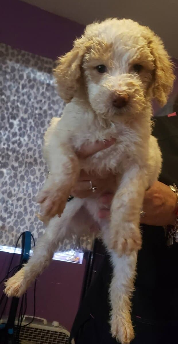 Beautiful AKC Standard Poodle Puppies image 5