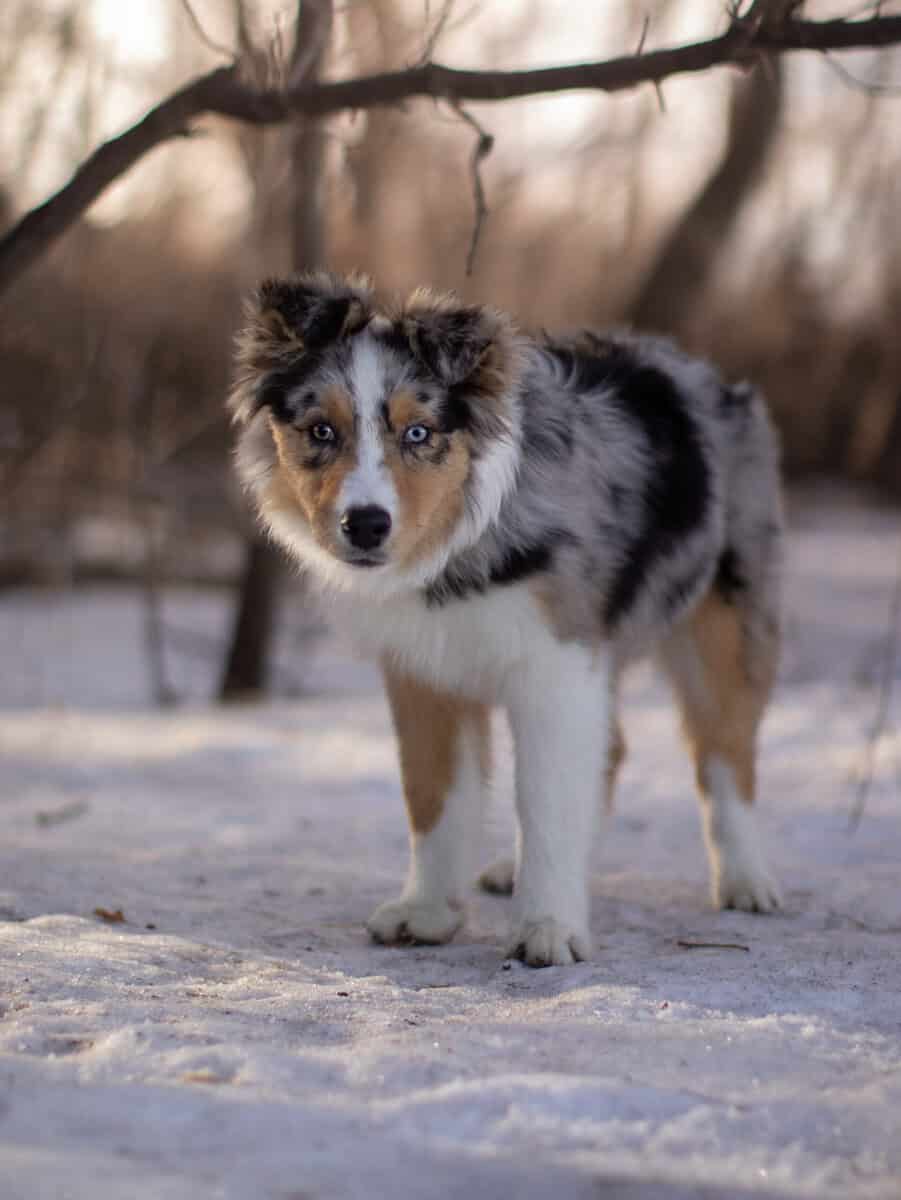 Blue Merle Female image 2