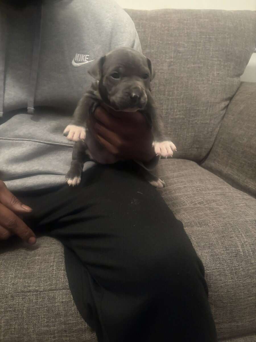Pitbulls for Sale image 10