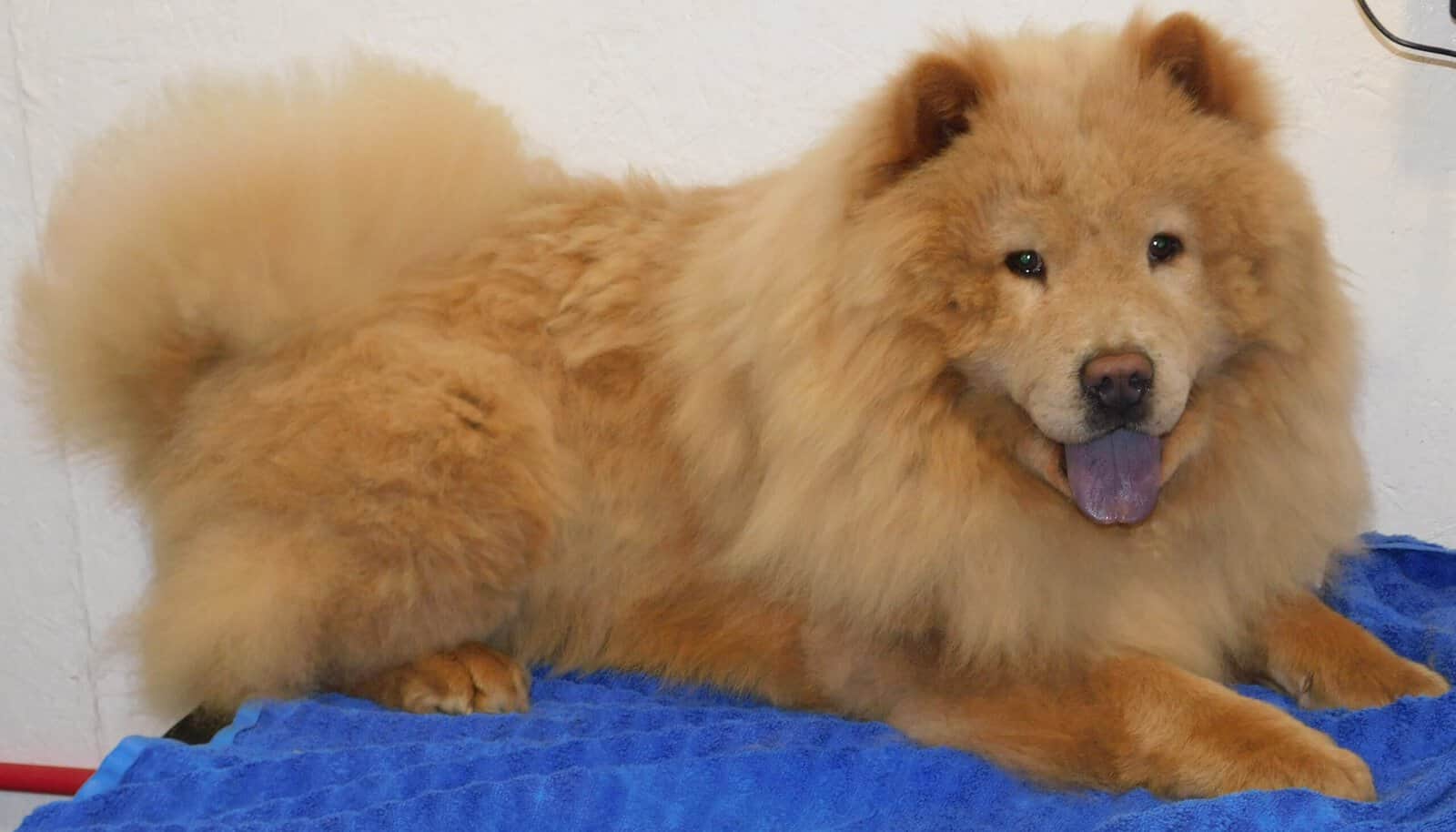 AKC Chow Chow Puppies image 3