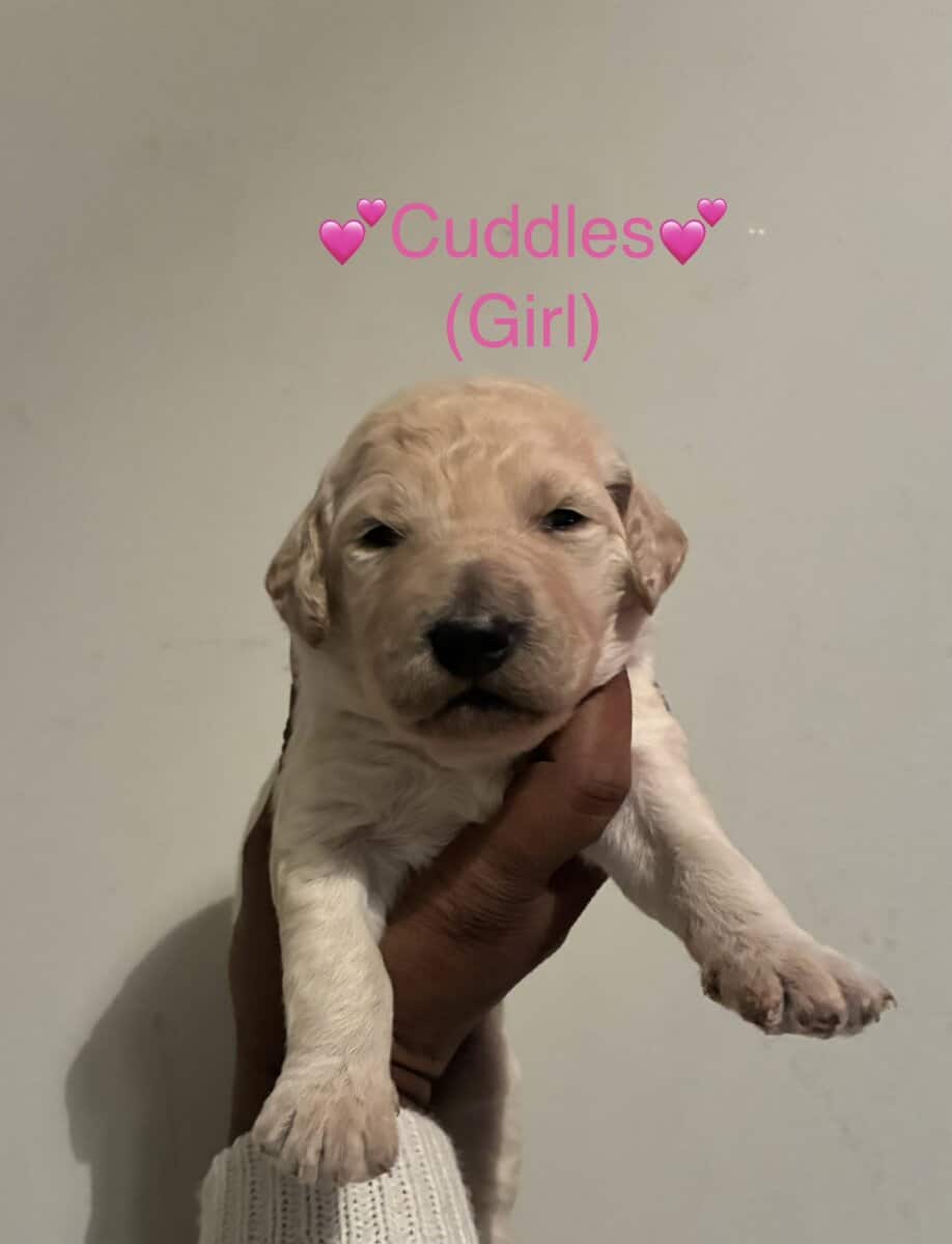 Goldendoodle Puppies image 6