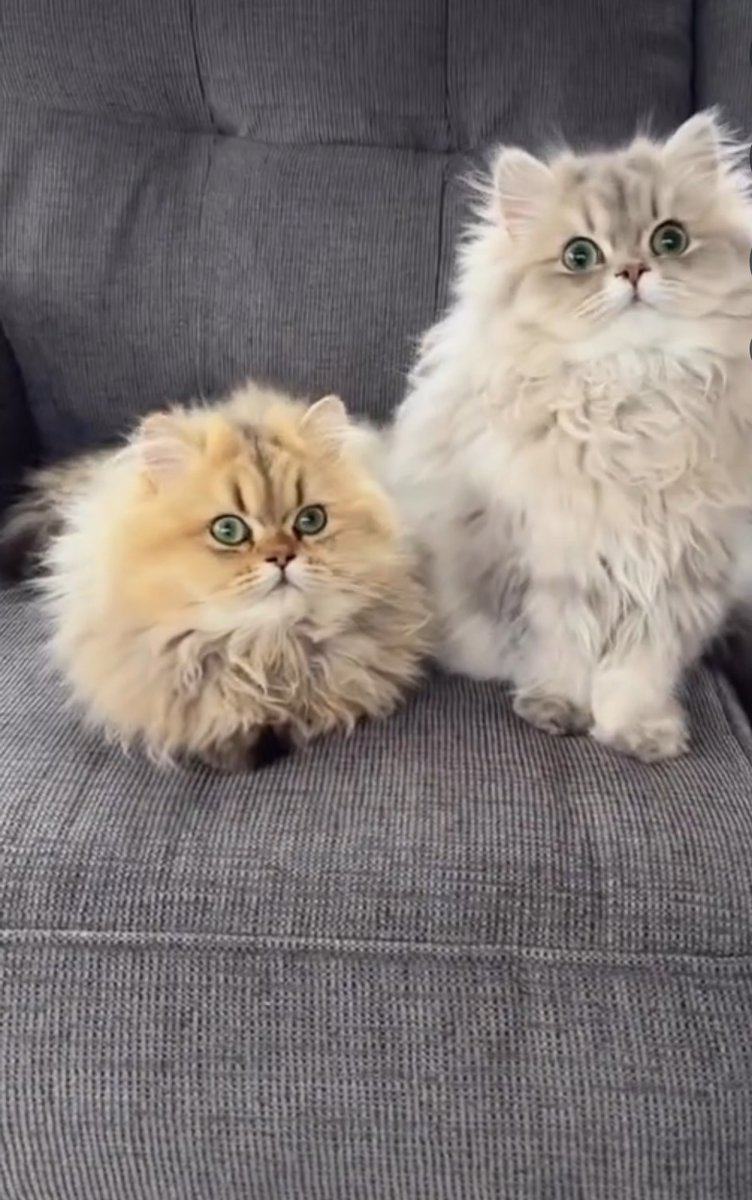 CFA Certified Persian Kittens image 6