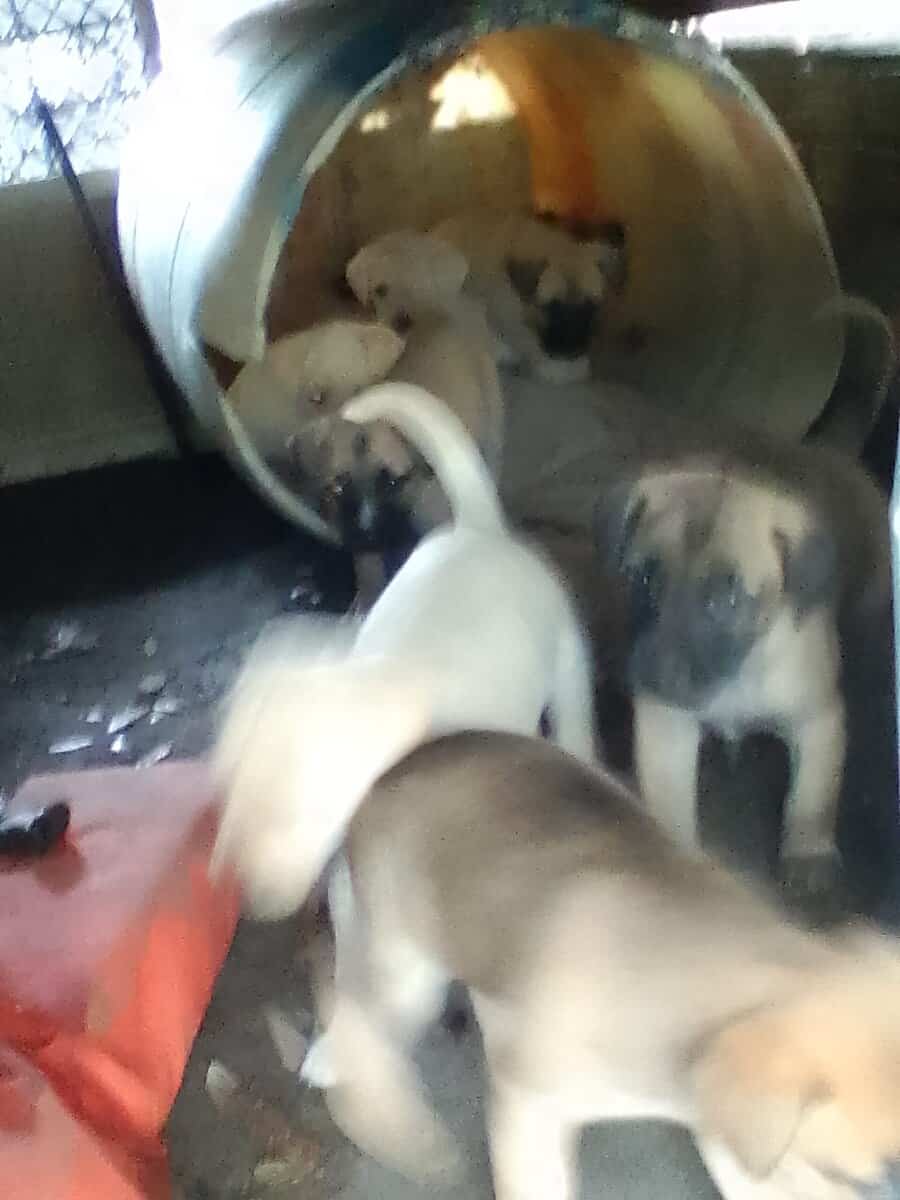 FREE PUPIES image 1