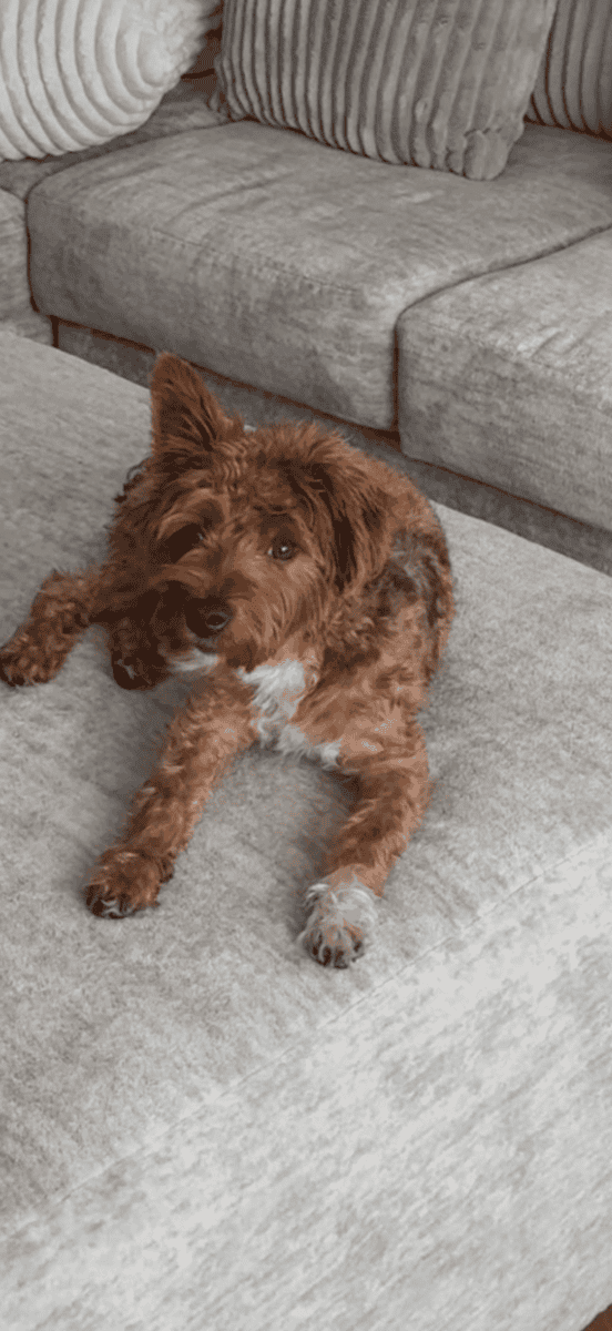 Yorkie looking for a great home image 1