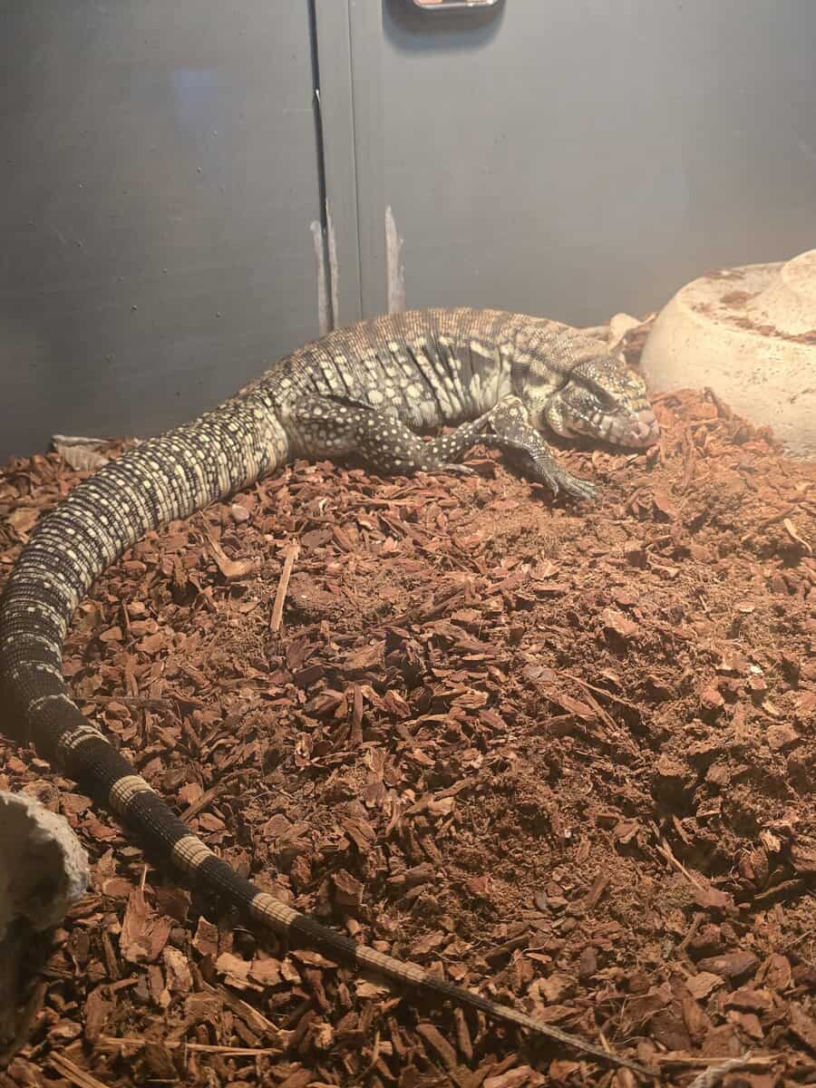 Black and White Argentine Tegu image 4