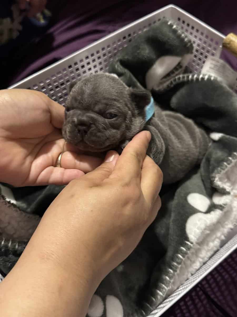 Frenchie Puppies image 3