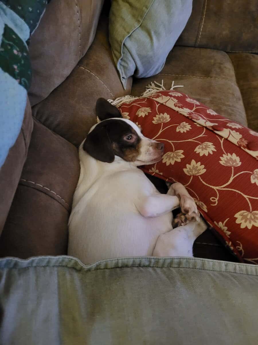 Dog for adoption image 4