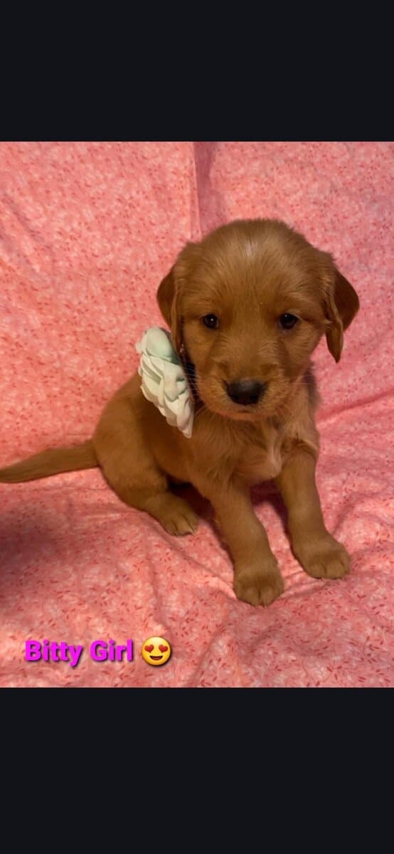 Golden retriever puppies image 1
