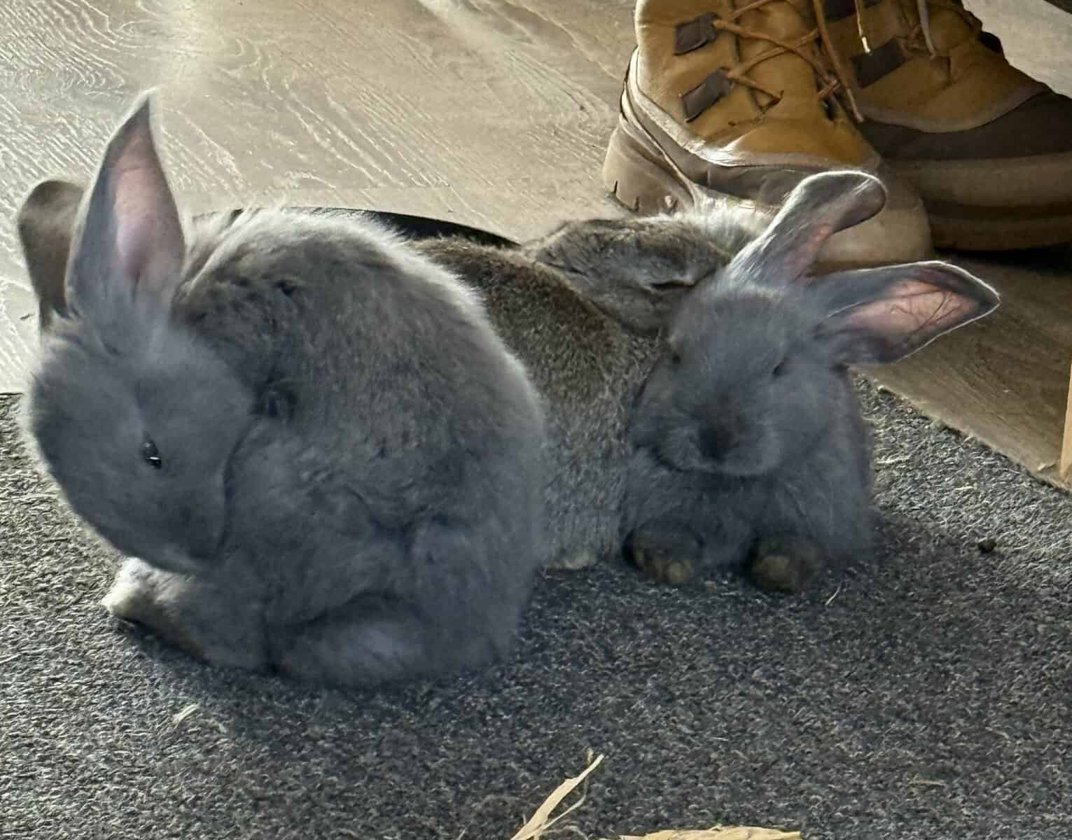 Continental Giant Babies Ready For Their New Homes image 11