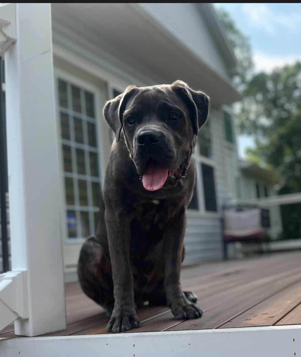 Pure Bred Cane Corso- Perfect Fit for your Family image 7