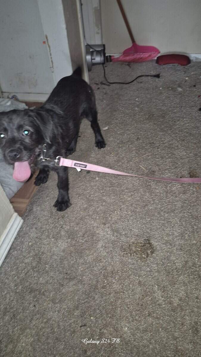 Small puppy 3 months NEEDS NEW HOME ! 👋 image 2