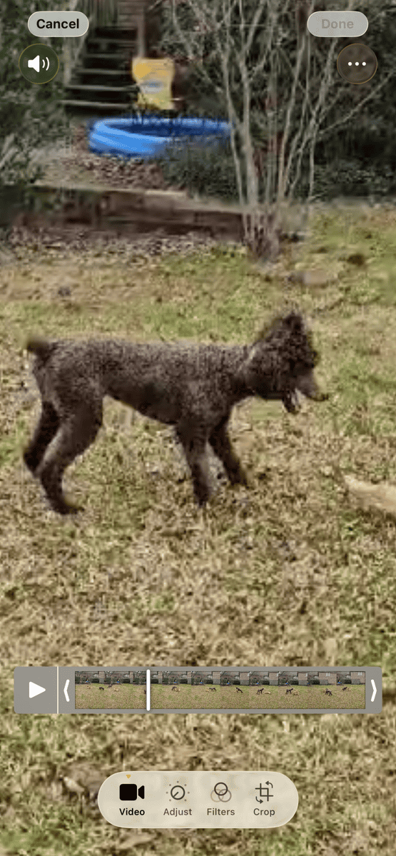 Blue Collar Boy Goldendoodle image 6