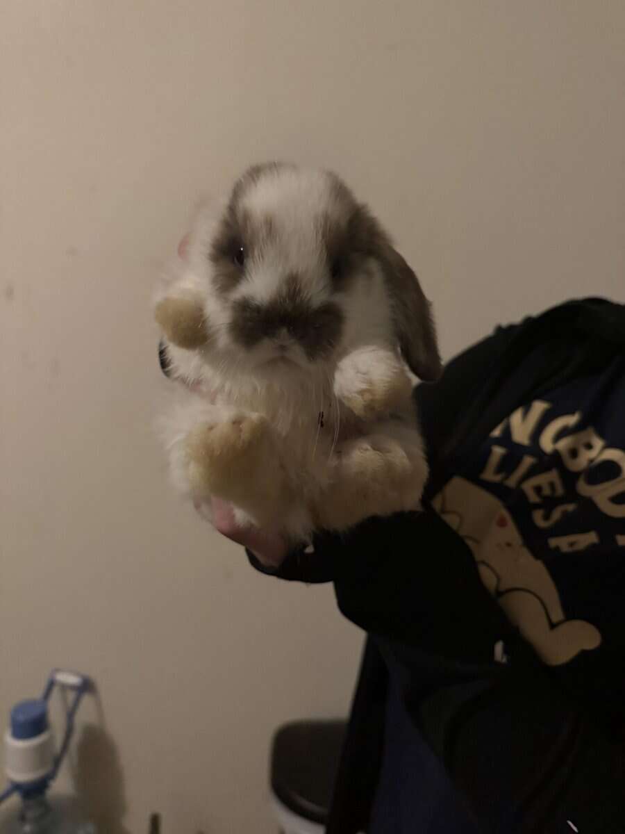 Dwarf Lop Bunnies image 3