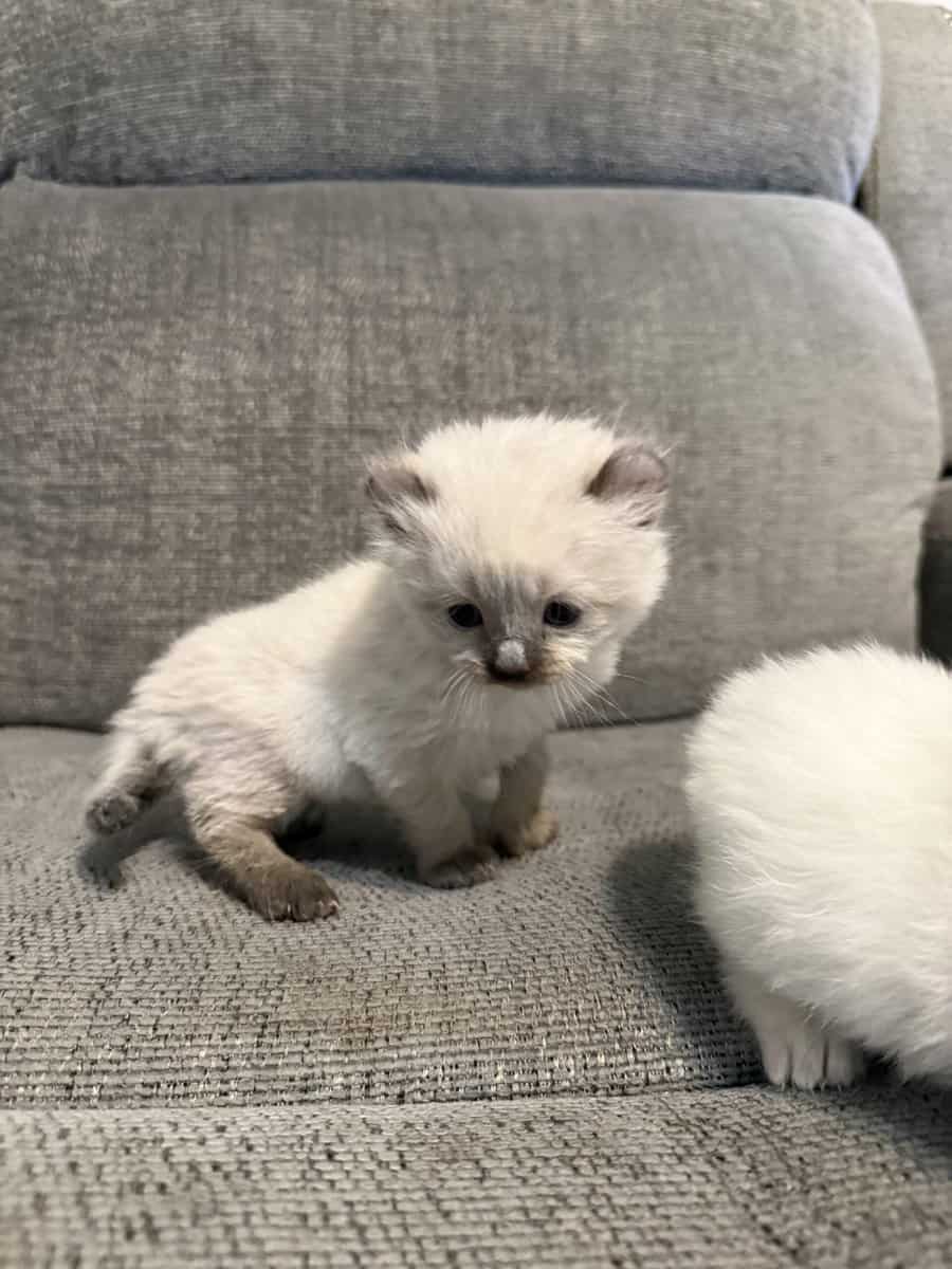 Highlander kittens image 18