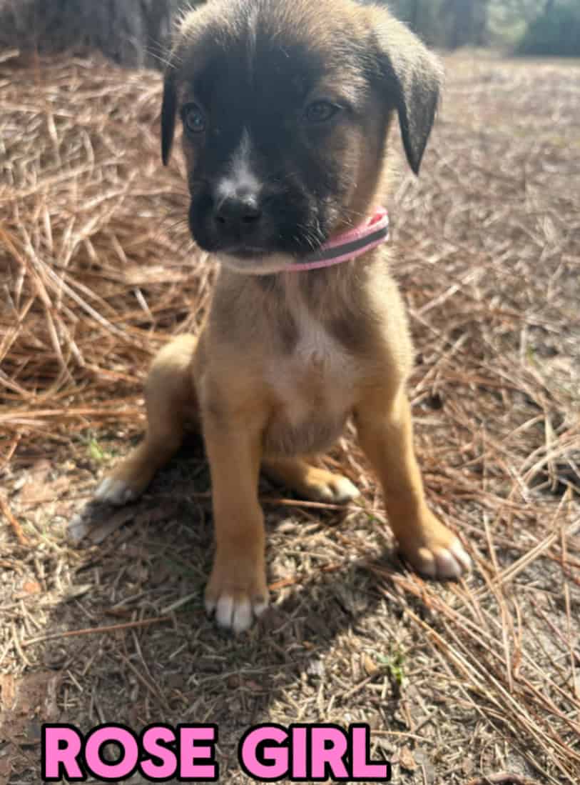 Aussie x Blackmouth Cur puppies for adoption image 15