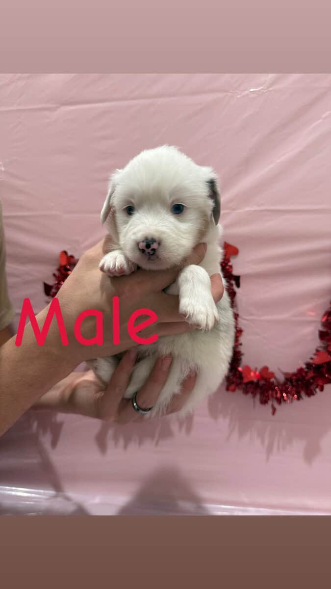 Need a Valentine? These babies are perfect! image 10