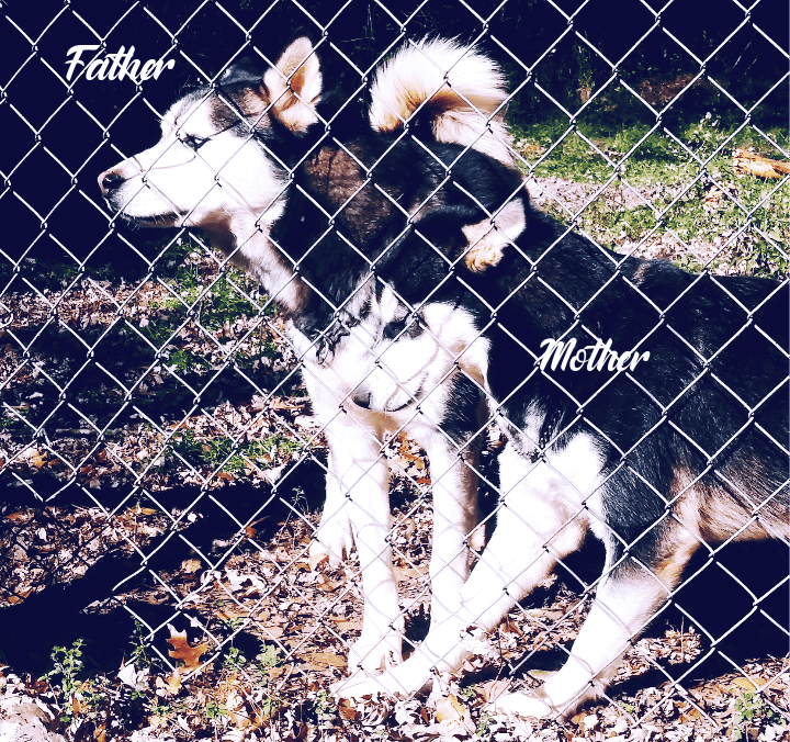 Siberian Husky image 1