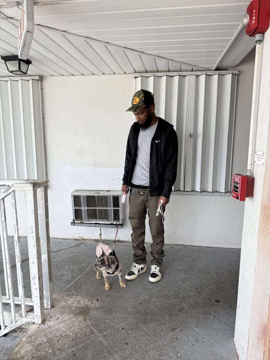 1 year Old Frenchie For Sale Great Dog image 4