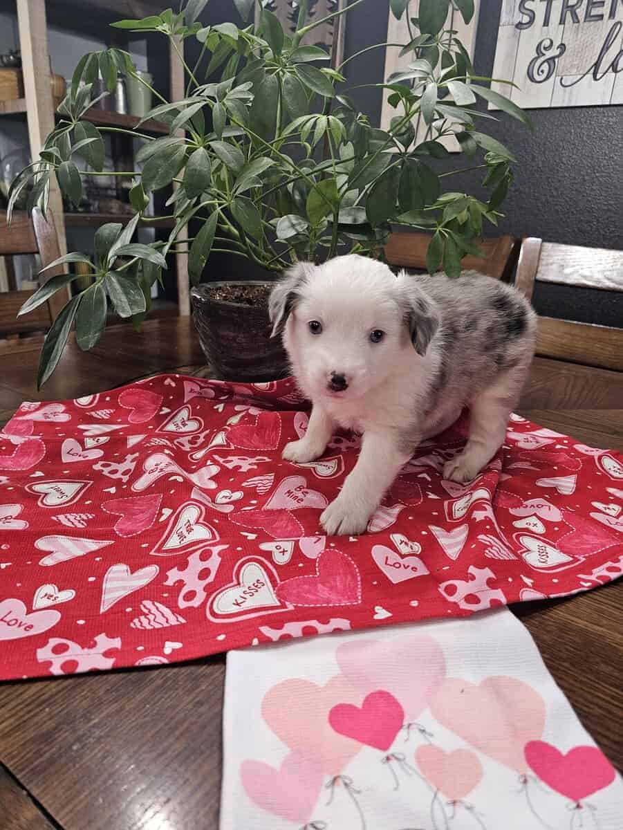 Mini Aussie Puppies image 7