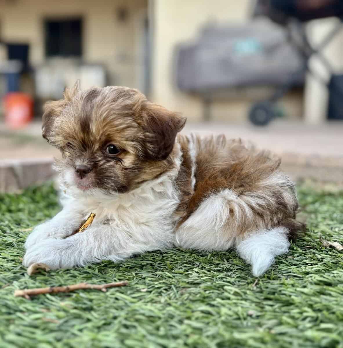 Adorable female puppy available image 2