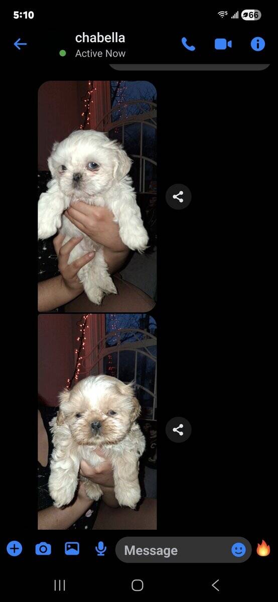 Shih tuz puppies image 2