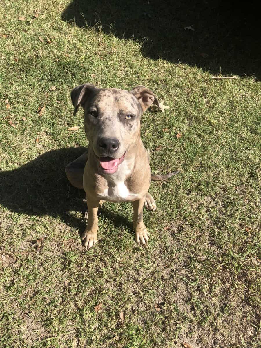Upcoming litter (Cane Corso Catahoula) image 3