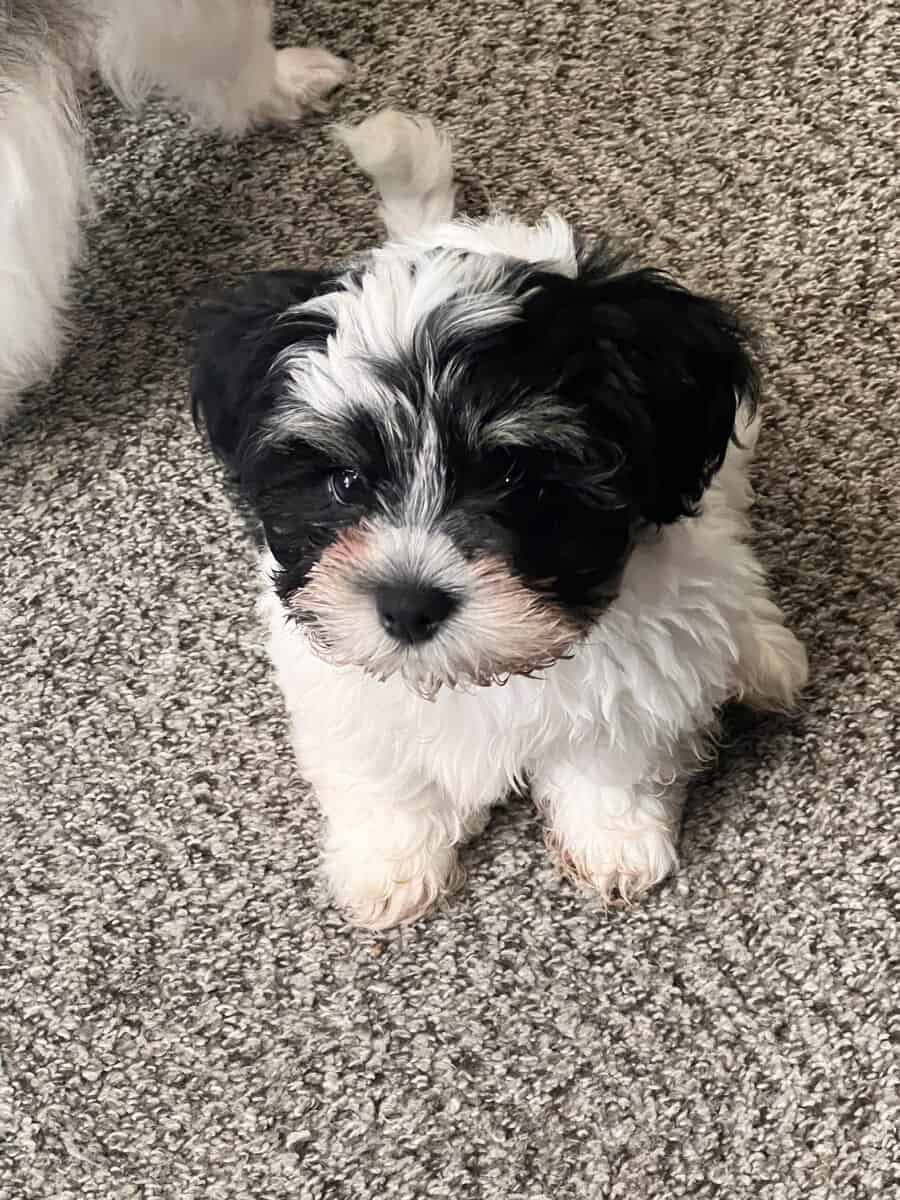 Shorkiepoo puppy image 2