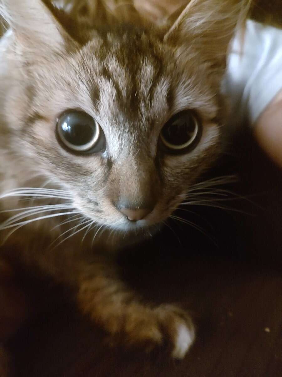 Snuggly Kitty image 4