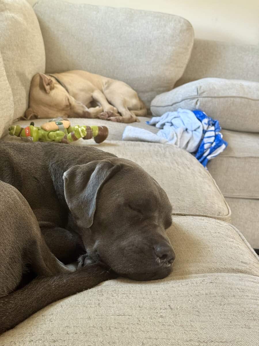 Cane corso mix image 2
