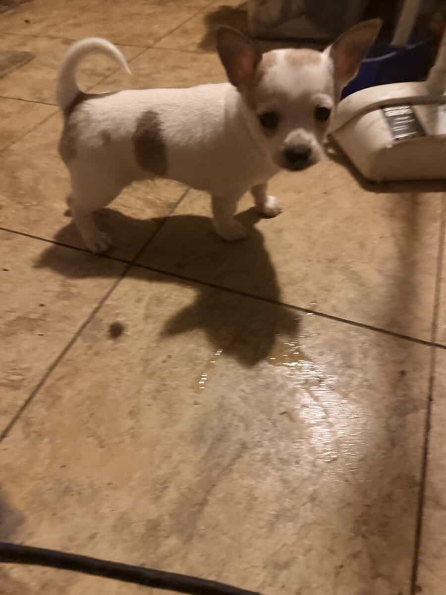 Chihia puppies image 2