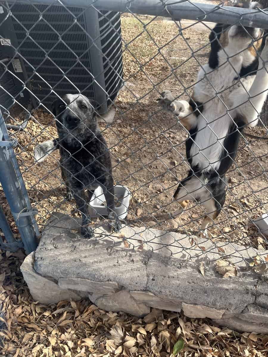 Male dog, 3yrs image 3