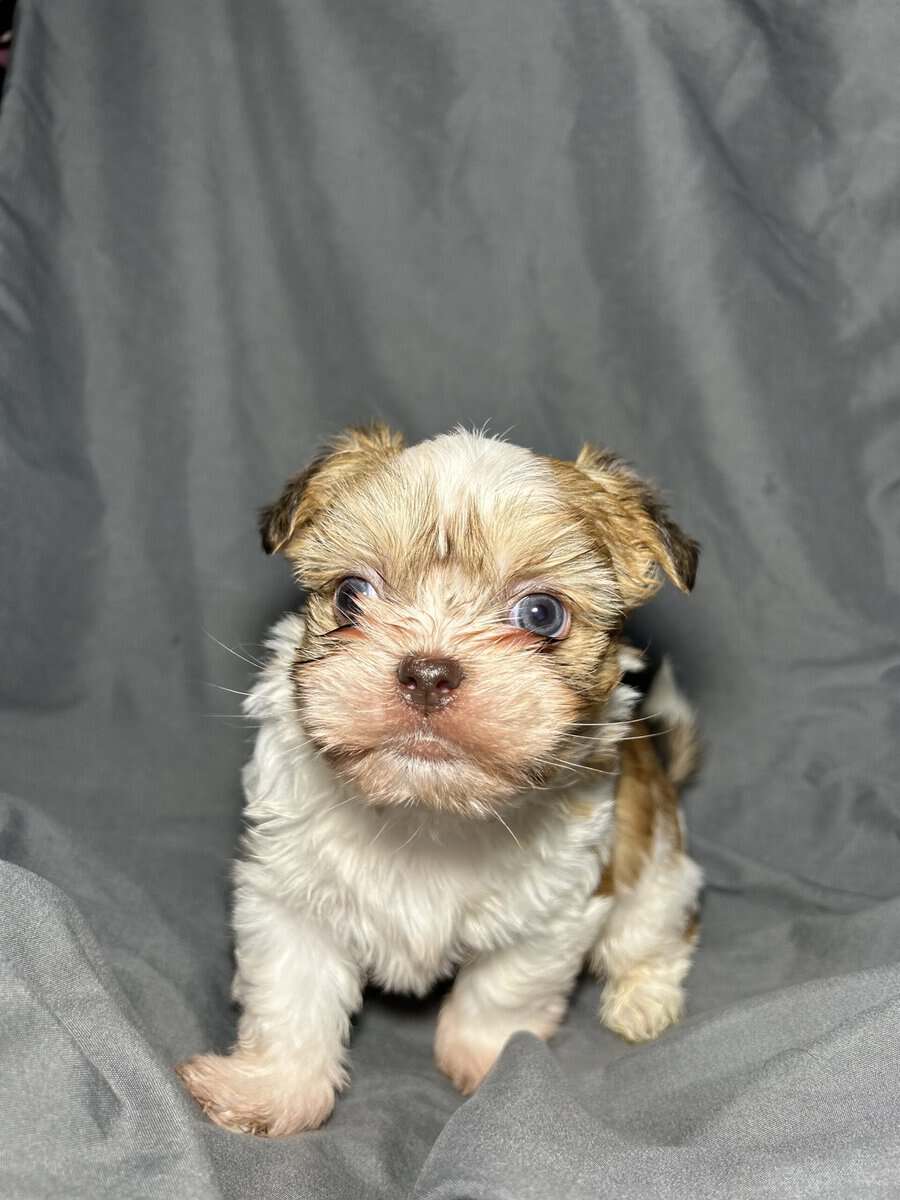 Marley image 4