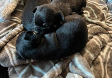 Tea-cup chihuahuas
