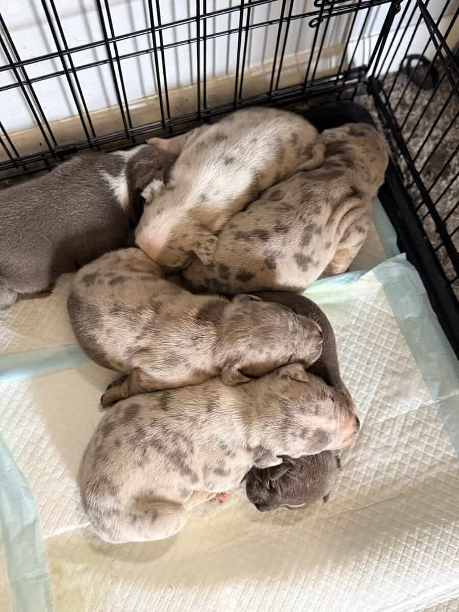 Exotic APB x XL Bully Puppies image 9