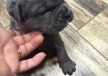 Cane Corso Full Blooded Puppies
