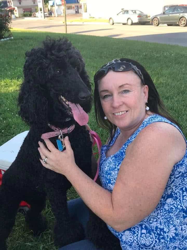 AKC STANDARD POODLE PUPS image 5