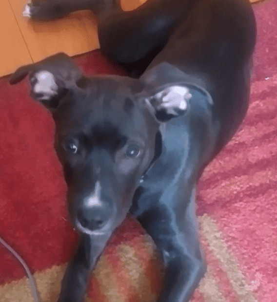 Loyal, Smart Dog Looking for Patient, Calm Home. image 1
