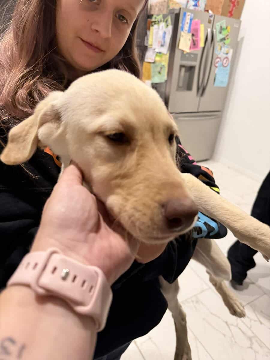 Purebred lab female image 3