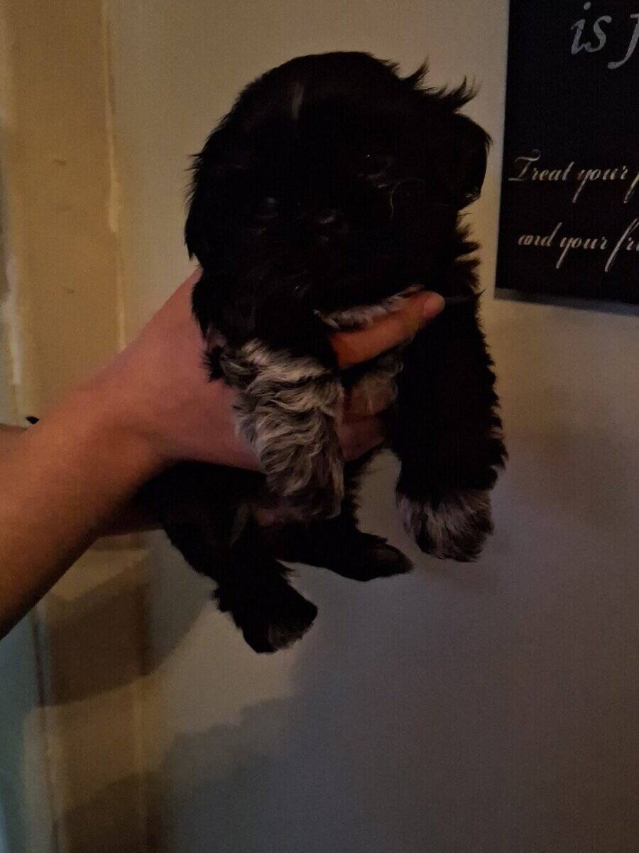 Shih tuz puppies image 3