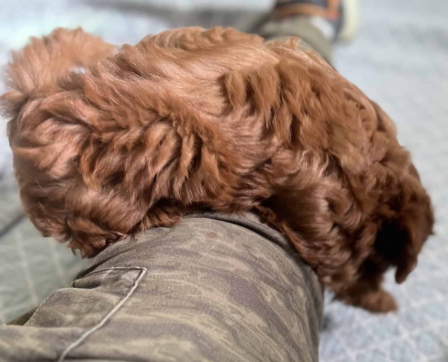 Red Maltipoo Puppies 8 wks image 7